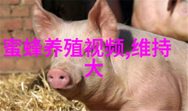 高加索蜜蜂